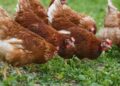 Hittegolf eist honderdduizenden pluimvee in Frankrijk – begraven op boerderijen?