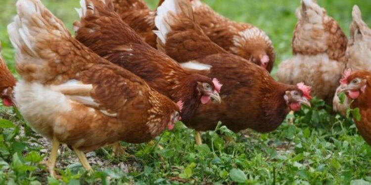 Hittegolf eist honderdduizenden pluimvee in Frankrijk – begraven op boerderijen?