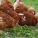 Hittegolf eist honderdduizenden pluimvee in Frankrijk – begraven op boerderijen?