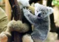 Klimaatverandering bijna fataal voor koala’s