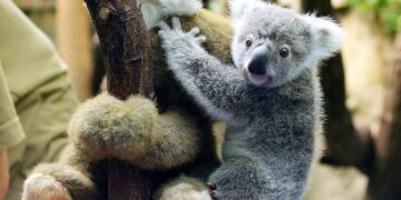 Klimaatverandering bijna fataal voor koala’s