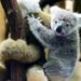 Klimaatverandering bijna fataal voor koala’s