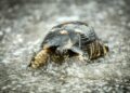 China waarschuwt voor spionageschildpadden in wateren