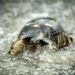 China waarschuwt voor spionageschildpadden in wateren