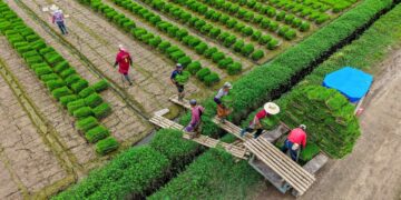 Stabilisatie van koolstofuitstoot in Chinese landbouwsector op schema