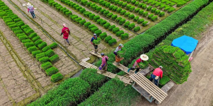 Stabilisatie van koolstofuitstoot in Chinese landbouwsector op schema