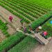 Stabilisatie van koolstofuitstoot in Chinese landbouwsector op schema