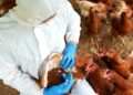 Eerste geval van H5N1 vogelgriep bevestigd in Australië