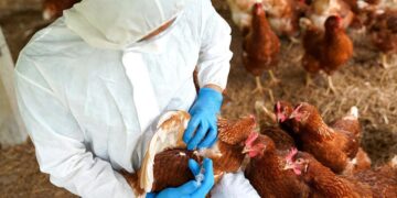 Eerste geval van H5N1 vogelgriep bevestigd in Australië
