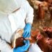 Eerste geval van H5N1 vogelgriep bevestigd in Australië