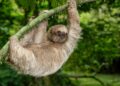 Reset en herstel in Costa Rica: eco-toerisme, welzijn en natuurlijke schoonheid.