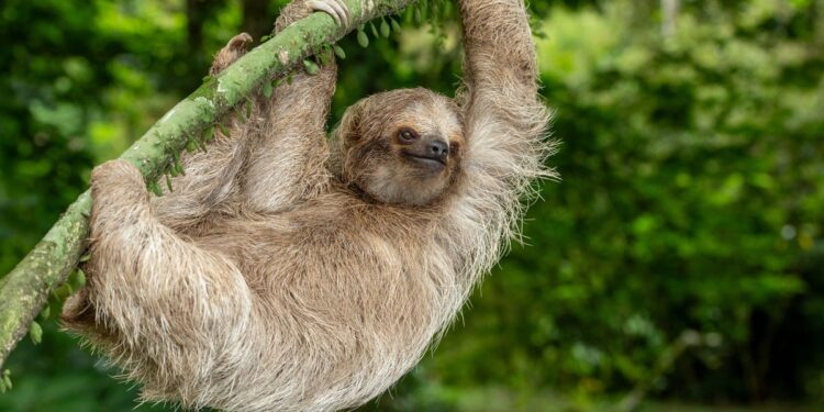 Reset en herstel in Costa Rica: eco-toerisme, welzijn en natuurlijke schoonheid.