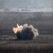 THUNDART Missile System: Europa’s langeafstandsartillerie-oplossing