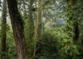 Ontdekking van de maanrakende boom in ongerept bos