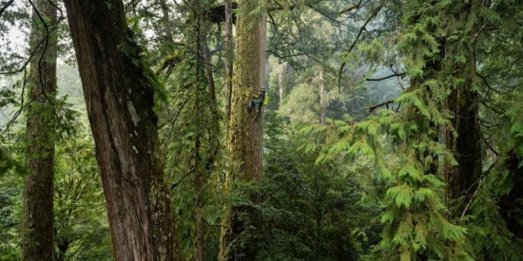 Ontdekking van de maanrakende boom in ongerept bos