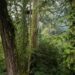 Ontdekking van de maanrakende boom in ongerept bos