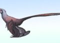 De ontdekking van de dinosauruspauw