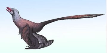 De ontdekking van de dinosauruspauw