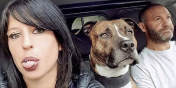 Pitbull ter dood veroordeeld na aanval op zwangere vrouw, dierenactivisten reageren