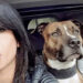 Pitbull ter dood veroordeeld na aanval op zwangere vrouw, dierenactivisten reageren