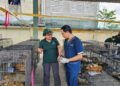 Horror in Vietnam: Ring verkoopt gestolen katten als voedsel, dode huisdieren in ijs gevonden