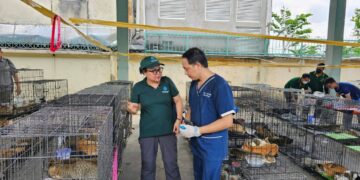 Horror in Vietnam: Ring verkoopt gestolen katten als voedsel, dode huisdieren in ijs gevonden