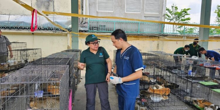 Horror in Vietnam: Ring verkoopt gestolen katten als voedsel, dode huisdieren in ijs gevonden