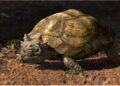 Gehoornde schildpadden mars over de aarde