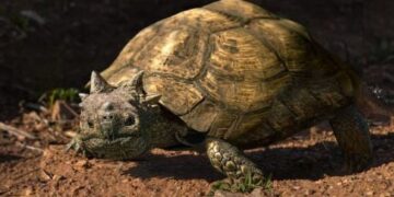 Gehoornde schildpadden mars over de aarde