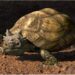 Gehoornde schildpadden mars over de aarde