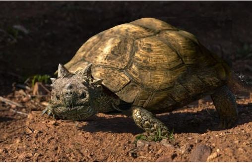 Gehoornde schildpadden mars over de aarde