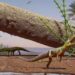 Krokodillen terreur onder dinosaurus.