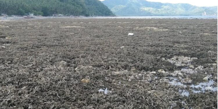 Aardbeving verhoogt zeebodem tot 2 meter op Filippijnen