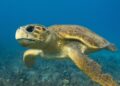China waarschuwt voor spionageschildpadden en vissen in wateren