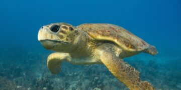 China waarschuwt voor spionageschildpadden en vissen in wateren