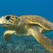 China waarschuwt voor spionageschildpadden en vissen in wateren