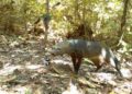 Camera’s in Amazon vangen beeld van mysterieuze ‘spookhond’