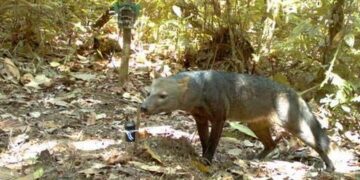 Camera’s in Amazon vangen beeld van mysterieuze ‘spookhond’