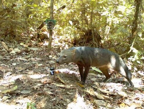 Camera’s in Amazon vangen beeld van mysterieuze ‘spookhond’