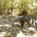 Camera’s in Amazon vangen beeld van mysterieuze ‘spookhond’