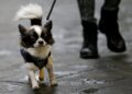 Belasting op huisdieren in Italiaanse stad
