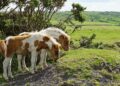 Dartmoor pony’s bedreigd door cull vanwege biodiversiteitsplannen.
