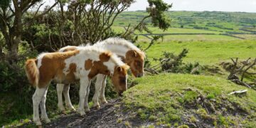Dartmoor pony’s bedreigd door cull vanwege biodiversiteitsplannen.