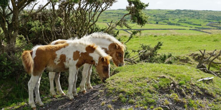 Dartmoor pony’s bedreigd door cull vanwege biodiversiteitsplannen.