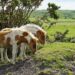 Dartmoor pony’s bedreigd door cull vanwege biodiversiteitsplannen.