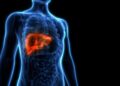 Revolutie in transplantaties: Minilever voor snellere en effectievere behandelingen