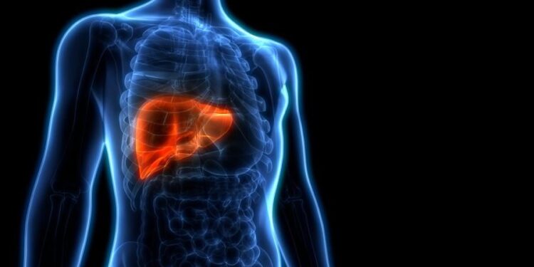 Revolutie in transplantaties: Minilever voor snellere en effectievere behandelingen