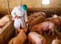Uitbraak Afrikaanse varkenspest in Servië doodt 11.000 dieren