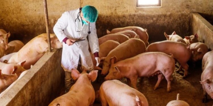 Uitbraak Afrikaanse varkenspest in Servië doodt 11.000 dieren