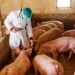 Uitbraak Afrikaanse varkenspest in Servië doodt 11.000 dieren